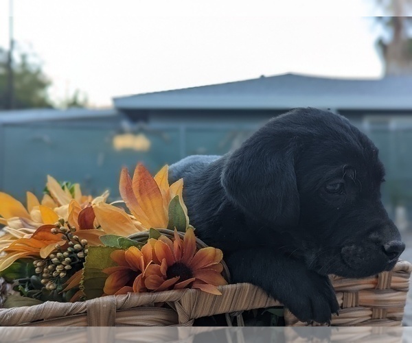 Medium Photo #1 Labrador Retriever Puppy For Sale in SACRAMENTO, CA, USA