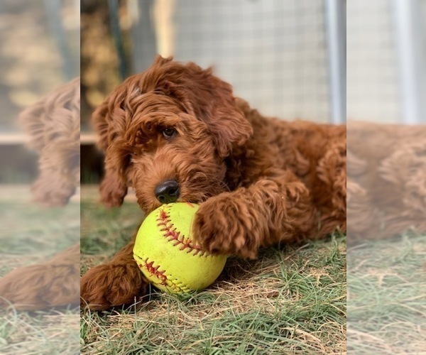 Medium Photo #3 Australian Labradoodle Puppy For Sale in MILL VALLEY, CA, USA