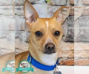 Chihuahua-Unknown Mix Dogs for adoption in Kennesaw, GA, USA