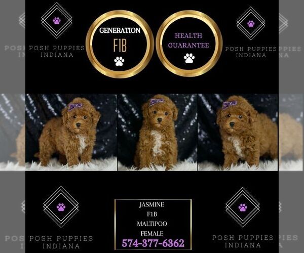 Medium Photo #5 Maltipoo Puppy For Sale in WARSAW, IN, USA