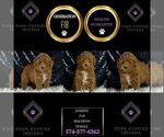 Small #4 Maltipoo