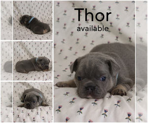 French Bulldog Puppy for sale in MANCHESTER, MI, USA