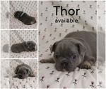 Image preview for Ad Listing. Nickname: Thor