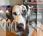 Small #3 Great Dane