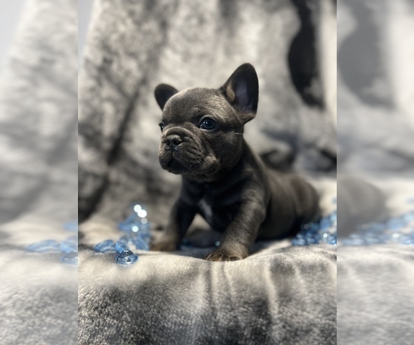 Medium Photo #4 French Bulldog Puppy For Sale in CLIFTON, NJ, USA
