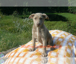 Small German Shepherd Dog