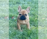 Bruno - Male French Bulldog Puppy for Sale - Photo #2