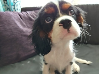Cavalier King Charles Spaniel Puppy for sale in HUTTO, TX, USA