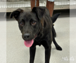 Small Labrador Retriever-Retriever Mix