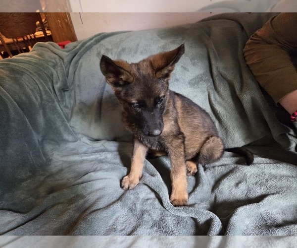 Medium Photo #16 Australian Shepherd-German Shepherd Dog Mix Puppy For Sale in HILLSDALE, MI, USA