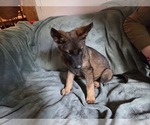 Small #2 Australian Shepherd-German Shepherd Dog Mix