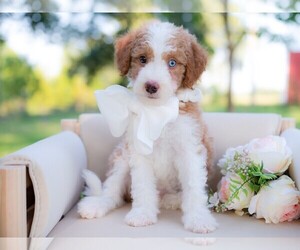 Bordoodle Puppy for sale in CONWAY, MO, USA