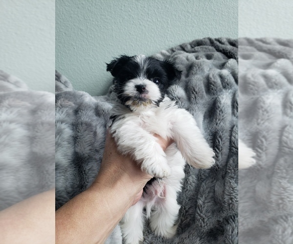 Medium Photo #3 Morkie-Yorkshire Terrier Mix Puppy For Sale in CENTENNIAL, CO, USA