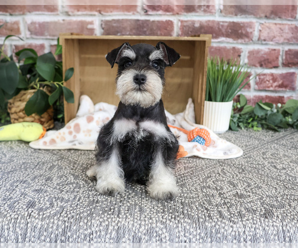 Medium Photo #3 Schnauzer (Miniature) Puppy For Sale in SYRACUSE, IN, USA