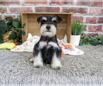 Small #2 Schnauzer (Miniature)