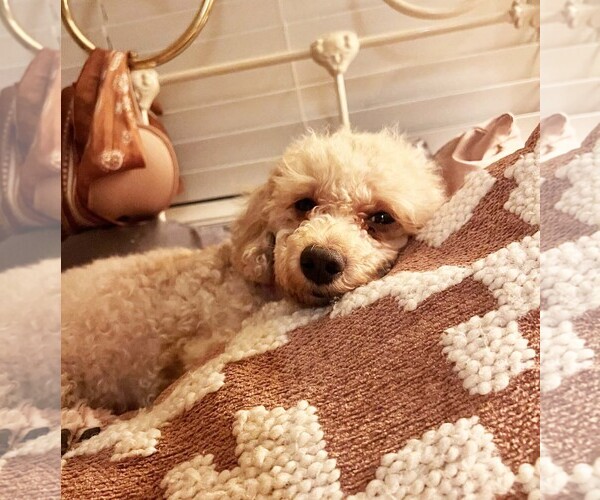 Medium Photo #3 Poodle (Miniature) Puppy For Sale in Imperial Beach, CA, USA
