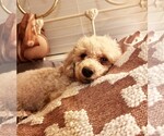 Small #2 Poodle (Miniature)