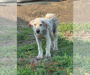 Labrenees Dogs for adoption in Dallas, TX, USA