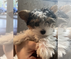 Biewer Terrier Puppy for sale in CHATTANOOGA, TN, USA