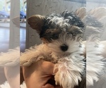 Small Photo #1 Biewer Terrier Puppy For Sale in CHATTANOOGA, TN, USA