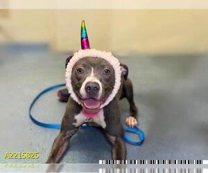 American Pit Bull Terrier Dogs for adoption in West Palm Beach, FL, USA