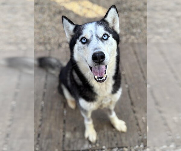Medium Photo #1 Siberian Husky Puppy For Sale in Matawan, NJ, USA