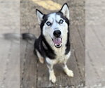 Toodles - Female Siberian Husky Dog for Adoption - Small photo