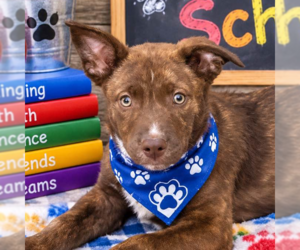 Labrador Retriever-Unknown Mix Dogs for adoption in Yardley, PA, USA