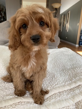 Medium Photo #1 Cavalier King Charles Spaniel-Poodle (Toy) Mix Puppy For Sale in RICHMOND, IL, USA