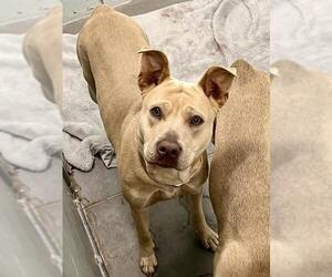 American Bulldog Dogs for adoption in Tavares, FL, USA