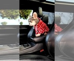 Small Photo #6 French Bulldog Puppy For Sale in POPLAR, CA, USA