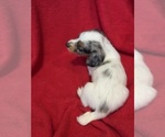 Small Photo #5 Dachshund Puppy For Sale in LARGO, FL, USA