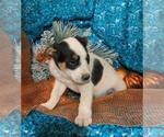 Small Photo #1 Australian Cattle Dog Puppy For Sale in MENIFEE, CA, USA
