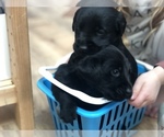 Small Photo #6 Labrador Retriever Puppy For Sale in TROUTDALE, OR, USA