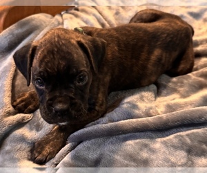 Boxer Puppy for sale in LANSING, MI, USA