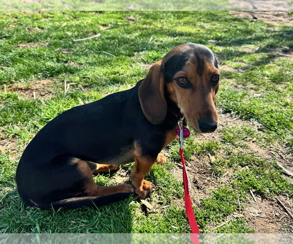 Medium Photo #4 Doxle Puppy For Sale in Greenbelt, MD, USA