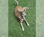 Small #3 Mutt
