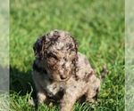 Small #8 Goldendoodle