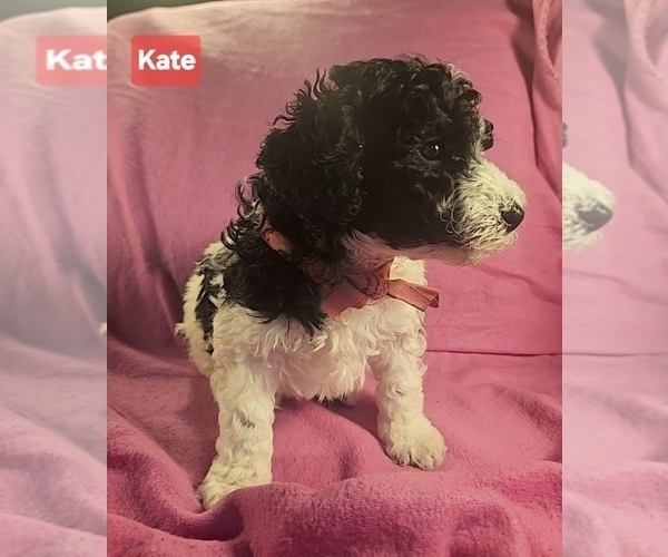 Medium Photo #5 Poodle (Miniature) Puppy For Sale in WHITEWATER, WI, USA