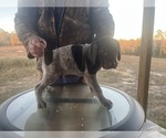 Small #6 German Shorthaired Pointer