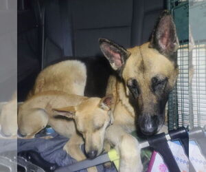 Cher - Female German Shepherd Dog Dog for Adoption - Photo #3