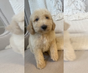 -Goldendoodle Mix Puppy for sale in MIDDLESEX, NC, USA