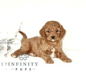 Cavapoo Puppy for sale in PARADISE, PA, USA