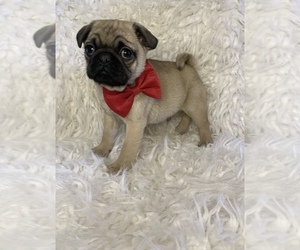 Pug Puppy for sale in BEECH GROVE, IN, USA