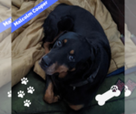 Small Photo #1 Rottweiler Puppy For Sale in NEW YORK, NY, USA