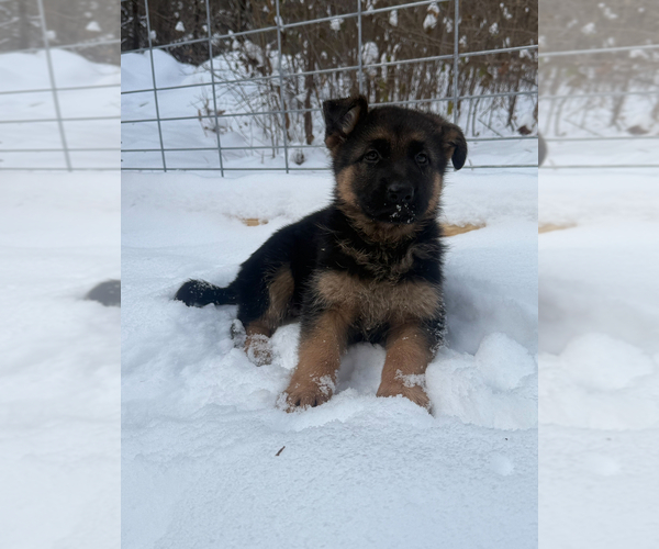 Medium Photo #9 German Shepherd Dog Puppy For Sale in MINNETONKA, MN, USA
