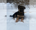 Small #8 German Shepherd Dog
