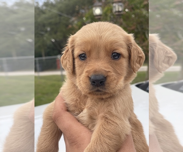 Medium Photo #1 Golden Retriever Puppy For Sale in TAMPA, FL, USA