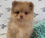 Small #3 Pomeranian