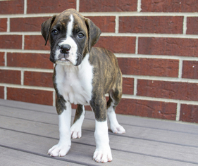 Boxer Puppy for sale in SEDGWICK, KS, USA